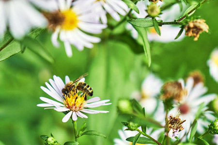 Wasp pollinating an aster perennial flower in summer eveningの写真素材