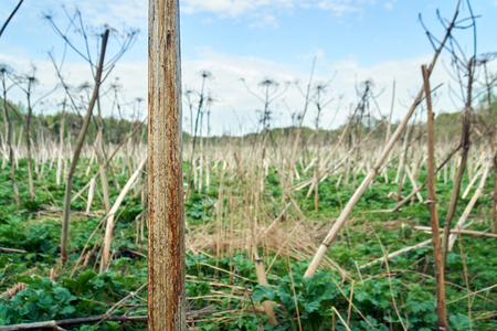 Field of terrible dried hogweed in russian countryside in springtimeの写真素材