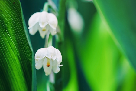 Blossoming flowers of lily of the valley in early morning outdoors macroの写真素材