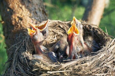 Hungry newborn thrush's chicks are opening their mouths asking for food from their parentsの写真素材