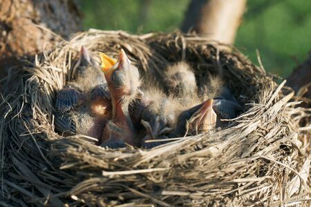Hungry newborn thrush's chicks are opening their mouths asking for food from their parentsの写真素材