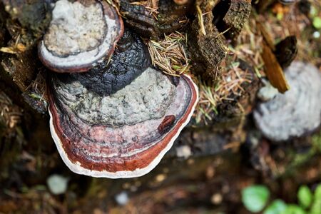 Tree mushrooms or fungus growing on the rotten stump in the forest in summer