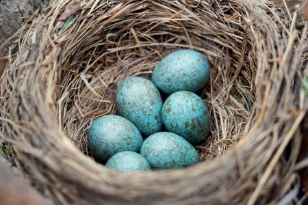Blue eggs of a wild bird thrush lying in the nest located on the ptine tree outdoors