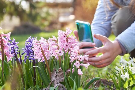 Young girl taking a photo using a smartphone of blossoming hiacinth flowers in the gardenの写真素材