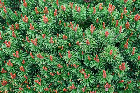 Pine Mops branches with needles and cones background