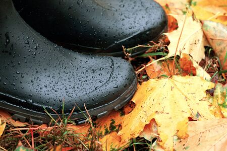 Black rubber boots standing on the fallen orange maple leaves lying on the wet grass in autumn after the rain. Autumn rainy weather conceptの写真素材