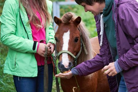 Woman feeding a funny brown pony colt with freshly collected apples outdoors in summerの写真素材