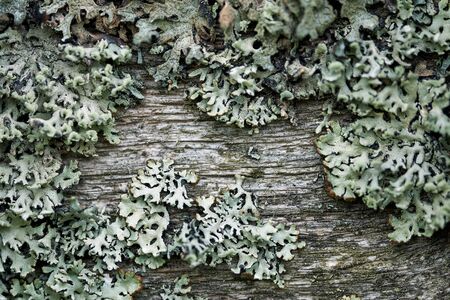 Background with Moss growing on the old wooden fence macro photoの写真素材