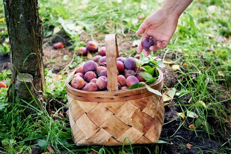 Harvest of plums in autumn or summer at countryside. Woman puts ripe just picked plums to a basket standing on the earth near a plum tree trunkの写真素材