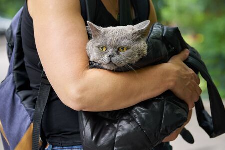 Woman carries in a black bag a sick british shorthair cat to the veterinary clinic. The cat suffers from a runny noseの写真素材