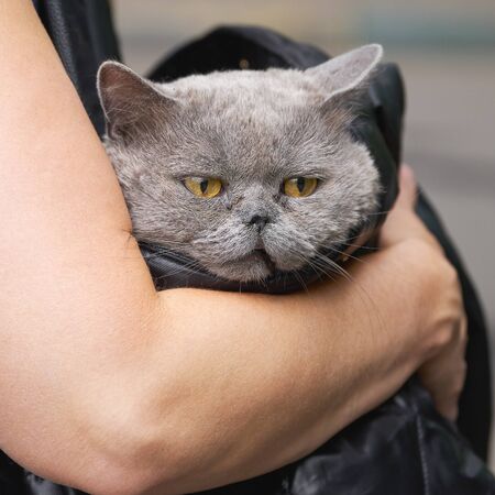 Woman carries in a black bag a sick british shorthair cat to the veterinary clinic. The cat suffers from a runny noseの写真素材
