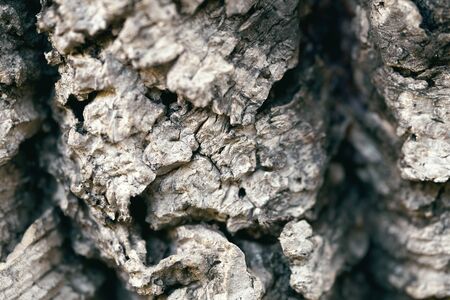Macro photo of a cork tree bark.Background with a texture of a balsa woodの写真素材