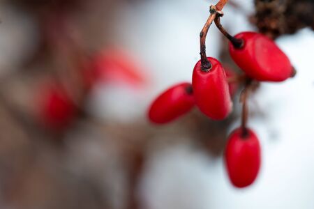 Red barberry berries on the branch macro in winter