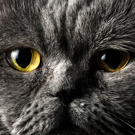 Portrait of a grey male british short hair cat with orange eyes extreme close up