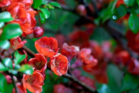 Japanese quince flowers blooming in springtime macroの写真素材