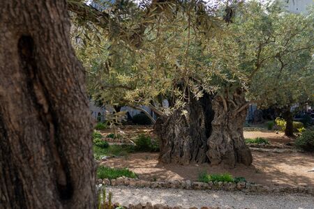 Beautiful ancient olive trees with in the Gethsemane Garden in Jerusalem, Israel.の写真素材