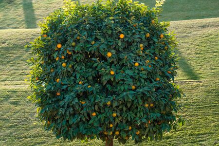 Beautiful tangerine tree with many ripe mandarins in Bahai garden in Haifa, Israel