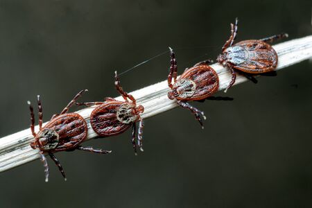 Mites sit on the dry grass outdoors in spring. Macro photo of parasites spreading dangerous diseases...