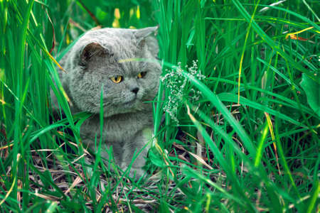 Male british shorthair cat lying in grass grass at countrysideの写真素材