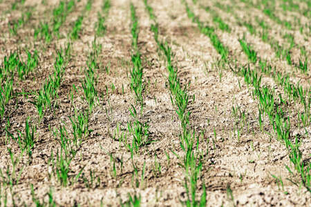 Young green small wheat or oat or rye seedlings growing on a agricultural field in spring lit by...