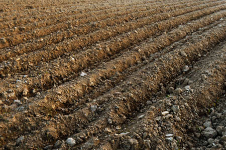 Freshly dug furrows in a rural field ready for planting vegetables