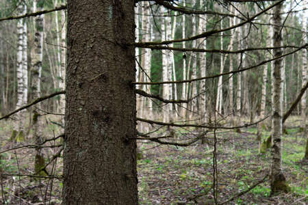 Trunk of a fir tree in the birch forest in springtime