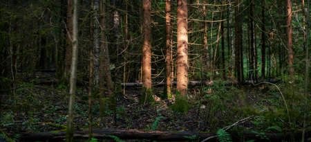 Trunks of old spruce trees illuminated by sun beam in the wild summer forest