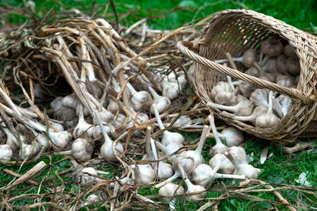Ripe Garlic Bulbs in a strow basket and on the green grass outdoorsの写真素材