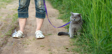 Woman with a british shorthair cat on a leash on a countryside road in summerの写真素材