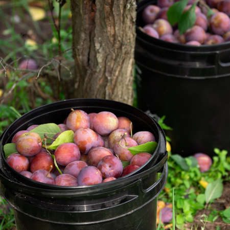 Fresh plums just picked from the tree in plastic bucketsの写真素材
