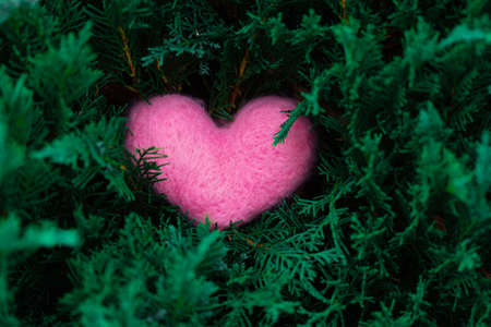 Pink woolen heart on the juniper or tuya branchesの写真素材
