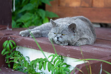British shorthair cat lying on the wooden porchの写真素材