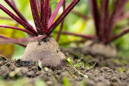 Beetroot growing in a vegetable garden in summerの写真素材