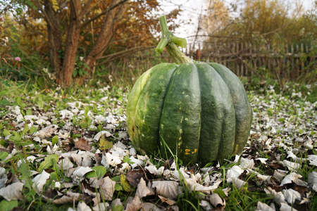 Fresh large pumpkin just dug out of the ground on the grass covered with fallen leavesの写真素材