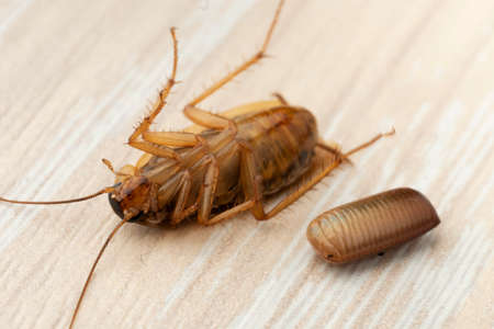 Red cockroach lies on its back near an egg macro