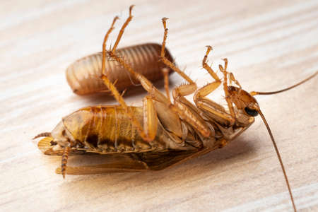 Red cockroach lies on its back near an egg macroの写真素材