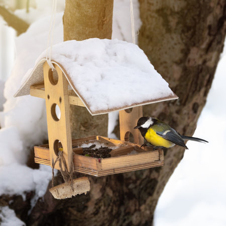 Yellow titmouse bird sits in the bird feeder in winter day close upの写真素材