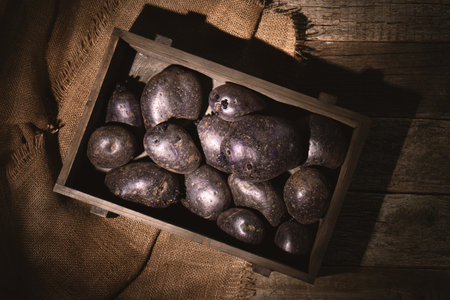 Raw vitelotte violet potatoes in the wooden box on the wooden table covered with burlapの写真素材