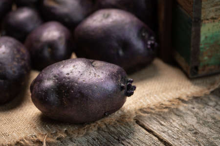 Raw violet vitelotte potatoes on wooden boards and burlap clothの写真素材