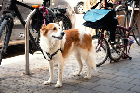 Sad leashed dog waiting for owner in front of a shopの写真素材