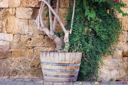 Picture of a wooden flowerpot with a tree with green leaves near an ancient wall