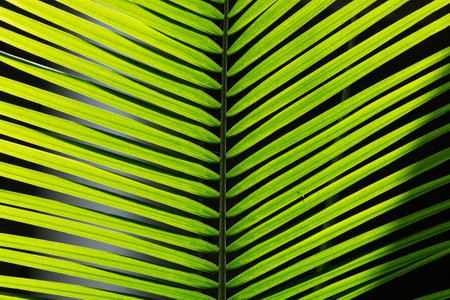 Green palm leaves lit by the sunの写真素材
