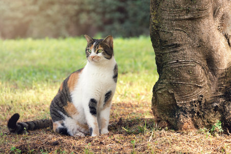 Mongrel cat sitting near a tree trunk outdoors in summer parkの写真素材