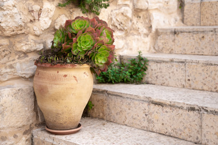 Blossoming sempervivum tectorum in clay flowerpot on the stone steps of a porchの写真素材