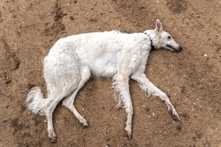 White Russian greyhound lying on the ground
