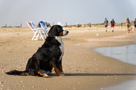 Bernese mountain dog sitting on the seashoreの写真素材