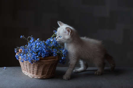 a thai cat is playing with blue flowersの写真素材