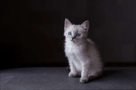 a kitten with blue eyes sits on the grey backgroundの写真素材