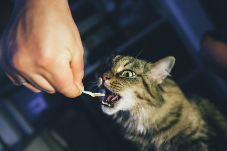 Cat taking a Pill. Breed of cat Norsk Skogkatt also Skogkatter and Skovkatter or Wegieの写真素材