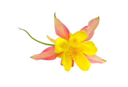 Flower aquilegia isolated on a white backgroundの写真素材